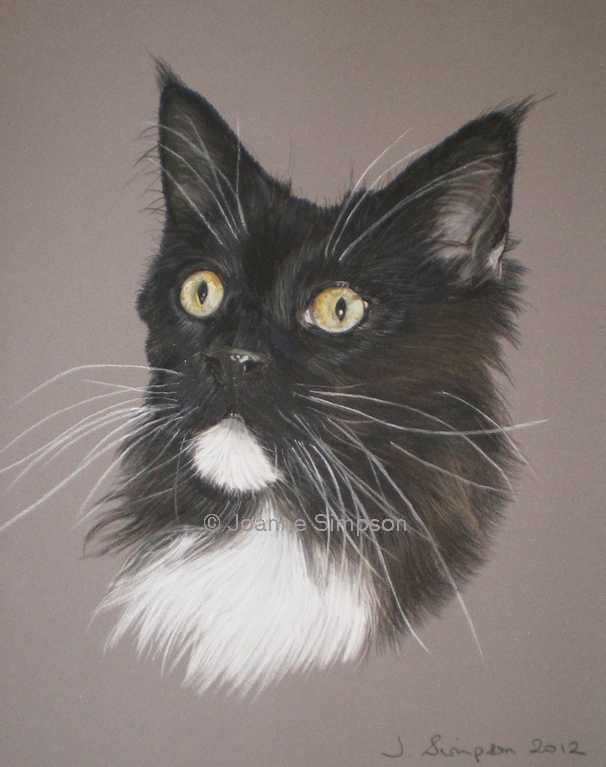 Maine Coon pet portrait.